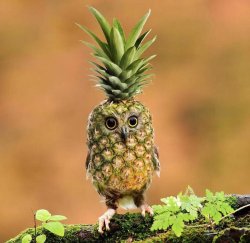 Pineapple owl Meme Template