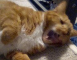 when the cat Meme Template