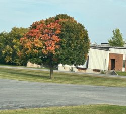 Summer fall tree Meme Template