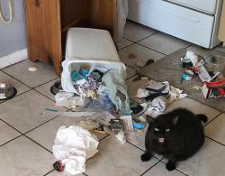 ANGRY CAT DEFENDS HER TRASH Meme Template