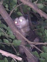 Scared opossum Meme Template