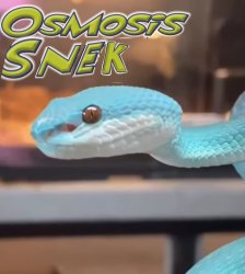 Osmosis snek Meme Template