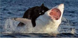 Cat Biting Shark Meme Template