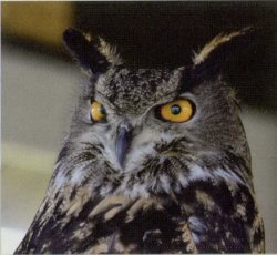 Offended owl Meme Template