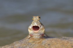 mudskipper reaction Meme Template