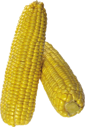 corn Meme Template