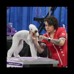 Groomer Humor Meme Template