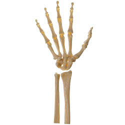 Skeleton Hand Transparent Background Meme Template