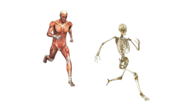 Flesh Guy Chasing Skeleton Guy Meme Template