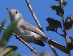 gnatcatcher bird Meme Template