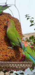 LOVEBIRDS OF PHOENIX Meme Template
