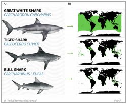 Great White Shark, Tiger Shark, Bull Shark Meme Template