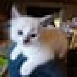 Kitten Meme Template