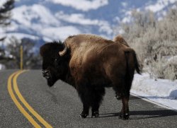 Yellowstone Buffalo Meme Template