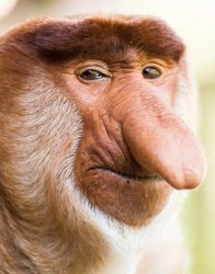 Jyothi Subrahmannian Baboon Face Meme Template