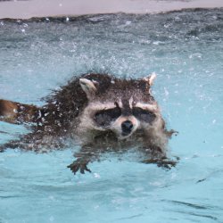 Racoon having fun in the pool splashin water all around Meme Template