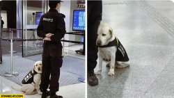 SAD SECURITY DOG, PUPPY, CUSTOMS Meme Template