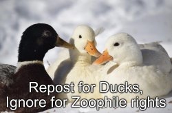 Repost for ducks Meme Template