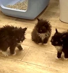 three kitty's shockd Meme Template