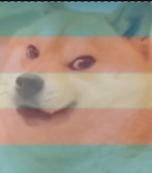 Trans Doge Meme Template