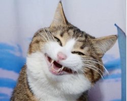 creepy cat Meme Template