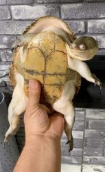 What You Sayin' Turtle Meme Template