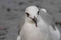 serious seagull Meme Template