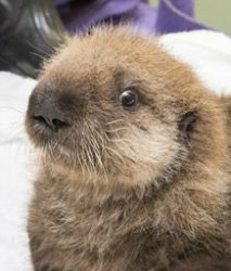 Shocked otter Meme Template