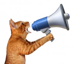 Cat With megaphone Meme Template