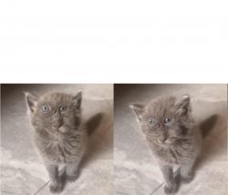 Picasso Cat Meme Template