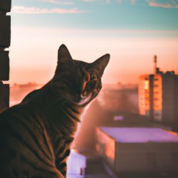 a striped cat sitting on a window over a city with a sunrise Meme Template