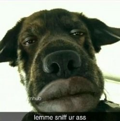 Dog get want dog want Meme Template