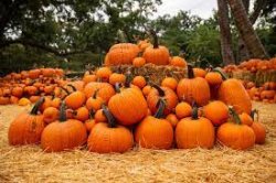 Pumpkin patches in and around Colleyville Meme Template