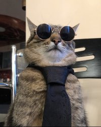 Stepan cat Meme Template