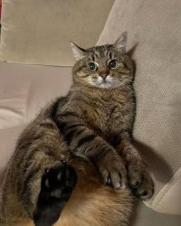Stepan cat Meme Template