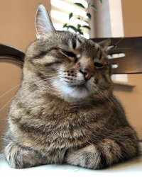 Stepan cat Meme Template