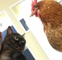 Cat and chicken Meme Template