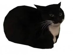 Maxwell cat Meme Template