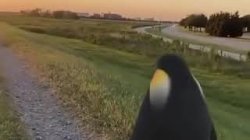 Penguin looking at sunset Meme Template