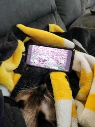 Chill Cat Watching TV Meme Template