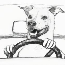 dog driving car Meme Template