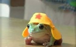 Frog with Hat :D Meme Template