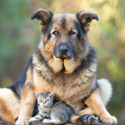 Massive dog sitting on Tiny Kitten Meme Template