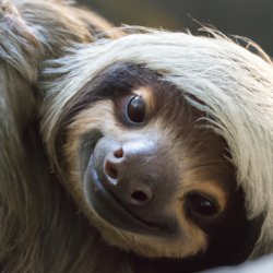 sloth looking into camera, looking sad Meme Template