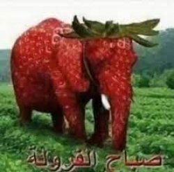 strawberry elephant Meme Template