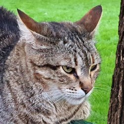 A Kotsiubiiv cat sits on the back of a bench Meme Template