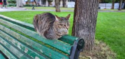 A Kotsiubiiv cat sits on the back of a bench Meme Template