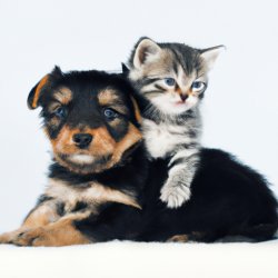 Cute kitten sitting on a puppy Meme Template