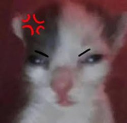 mad cat Meme Template