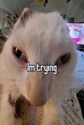 cat im trying Meme Template
